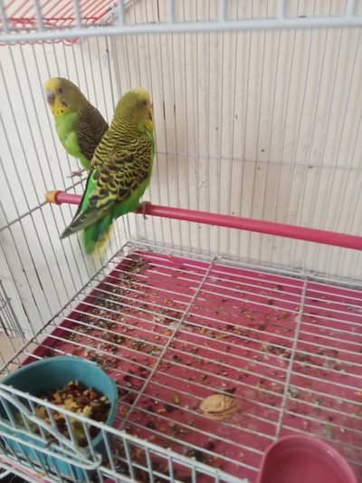 parrot