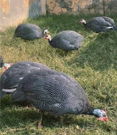 chakur for sale