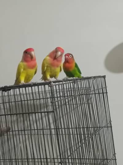 LOVE BIRDS DEAL