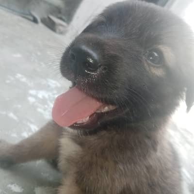 Male German Shepherd puppy