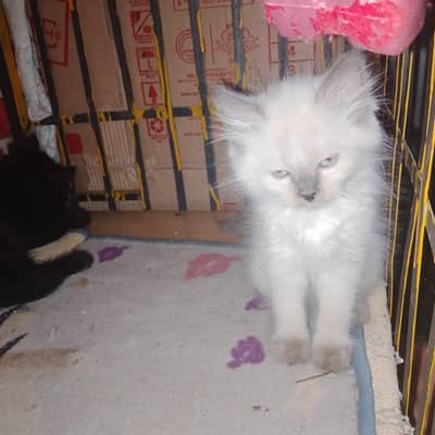 Persian cat kitten for sale