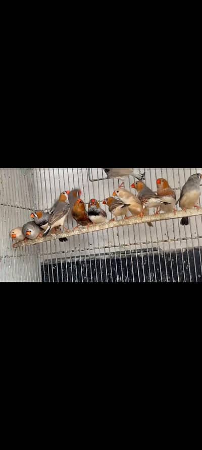 Mix Mutation finches. bb, half Ornage, BfBb, cfw LB etc