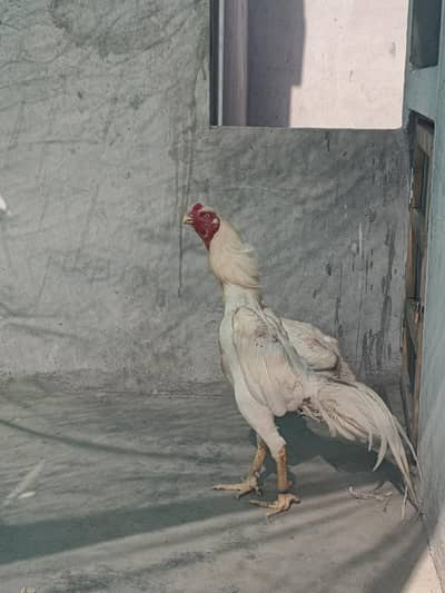 o SHAMO white pure blood line