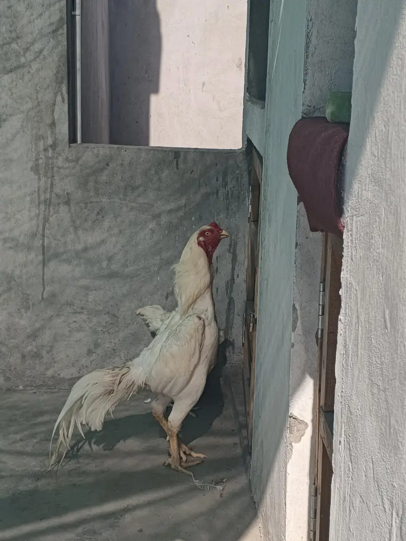 o SHAMO white pure blood line — photo 2