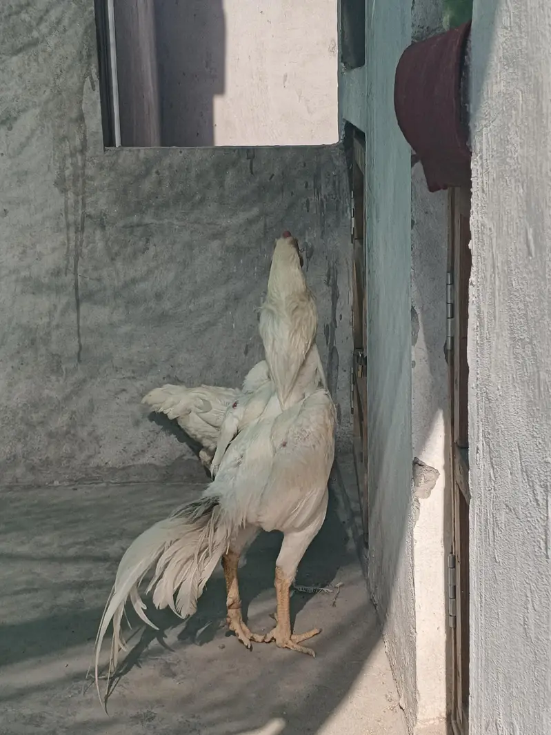o SHAMO white pure blood line — photo 3