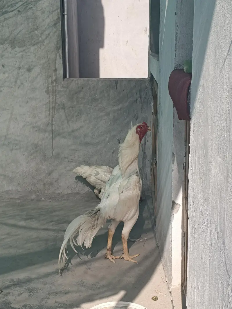 o SHAMO white pure blood line — photo 4