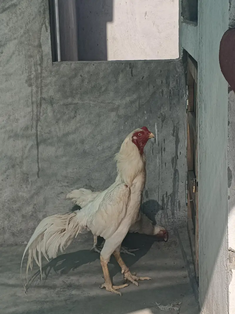 o SHAMO white pure blood line — photo 7