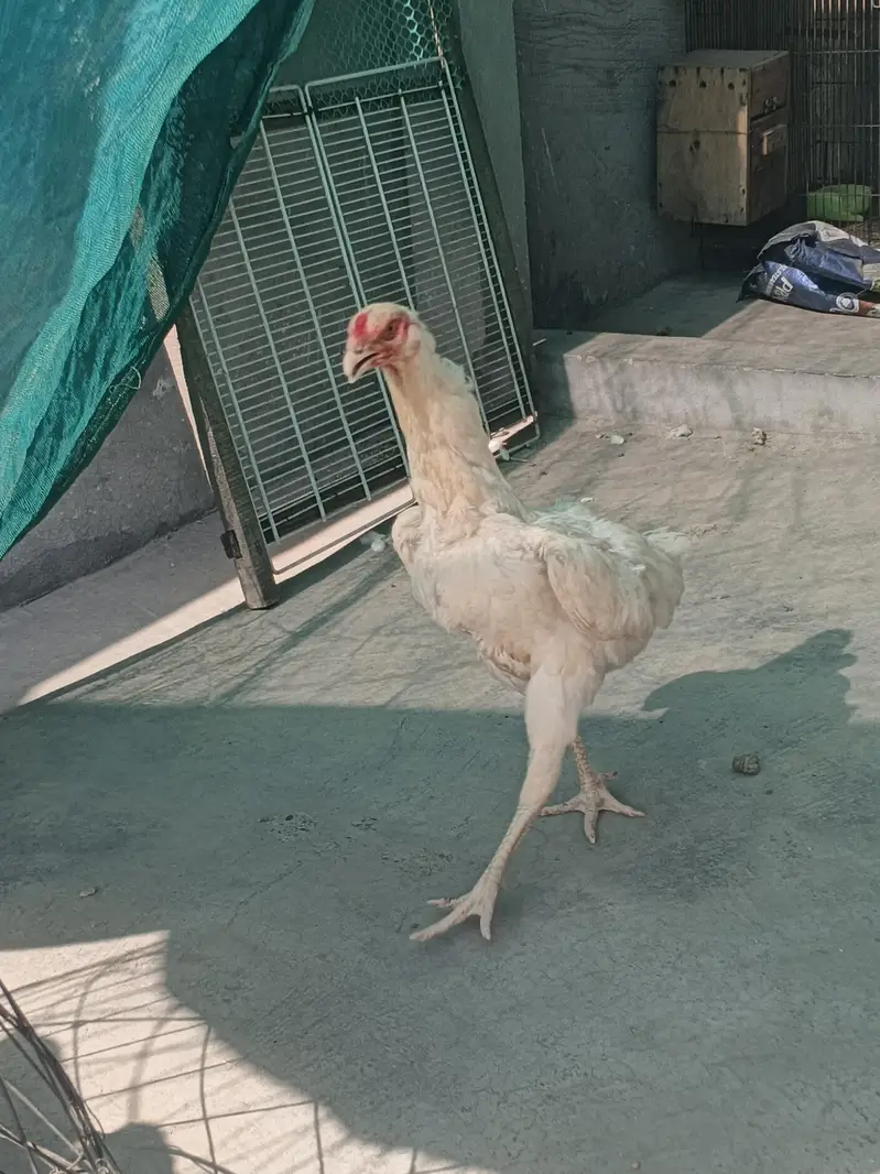 o SHAMO white pure blood line — photo 11
