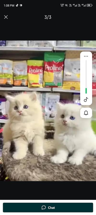 Persian cat for sale my WhatsApp number  03703659905