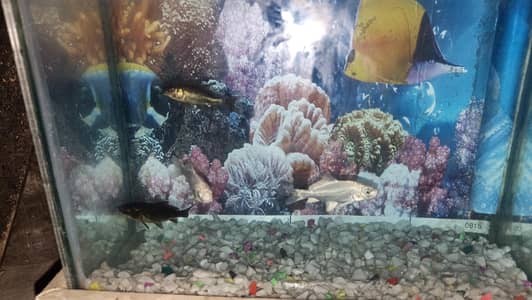 Aquarium with 4 Koi fish