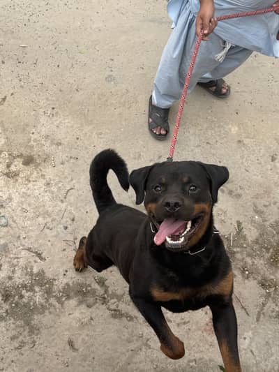 Pedigree ROTWEILER dog for sale