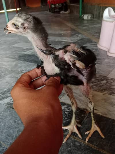 Pure Aseel 3 months old chicks(aggressive breed)