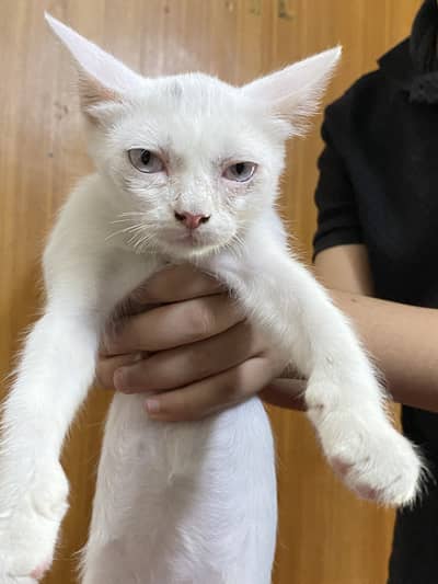 Kitten for sale