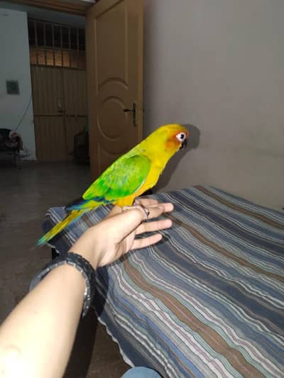 parrot