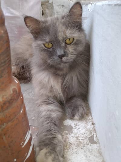 beautiful grey cat for sale