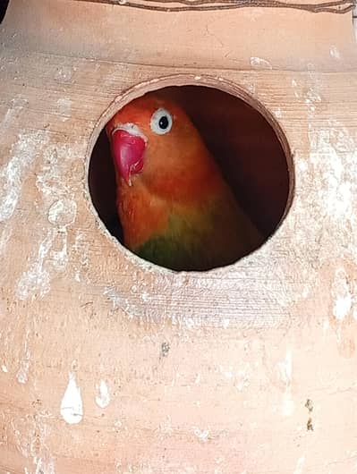 love birds