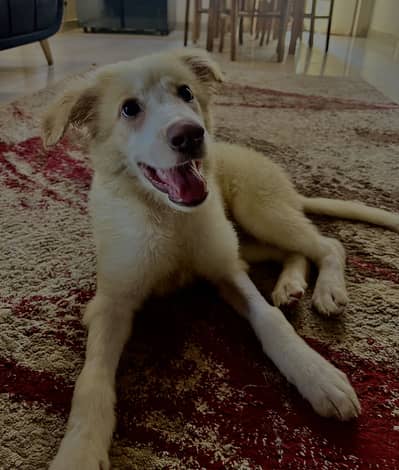 Labrador+splitz