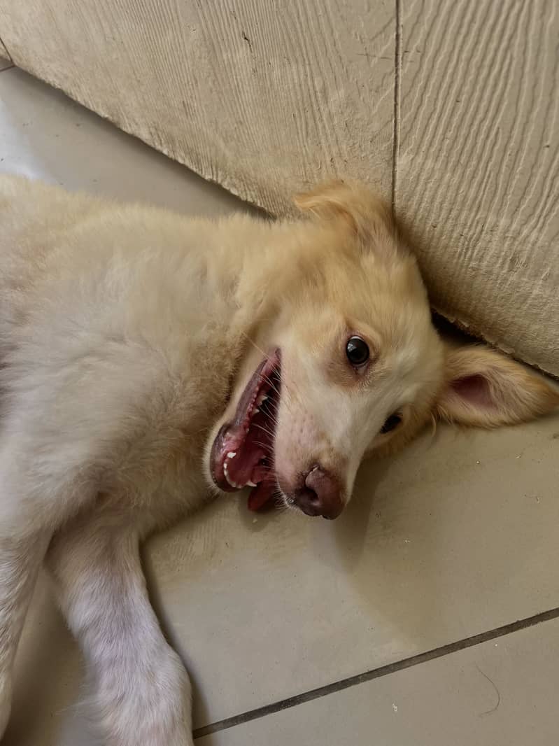 Labrador+splitz 1