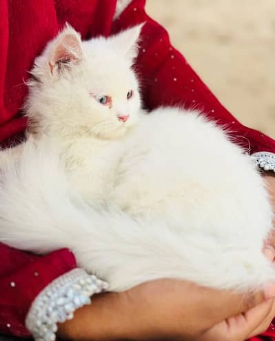 Persian cat for sale my WhatsApp number  03703659905