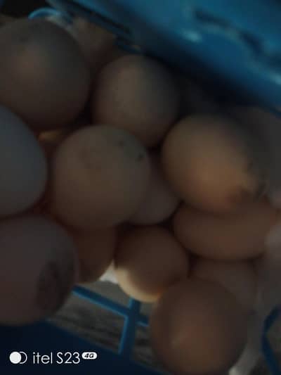 03067778989 pa rabta kara this is sale for today next day prize is5000