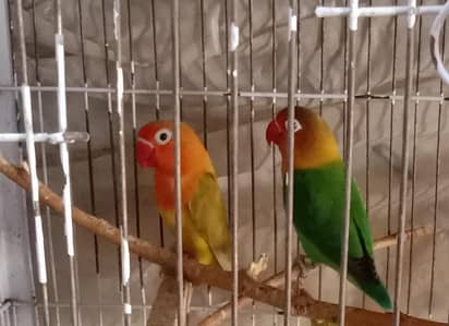 love birds, parrots very beautiful pair,on demanded