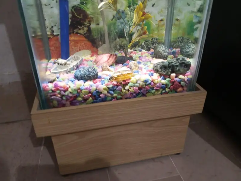 aquarium with complete saman with 2 fish — photo 2