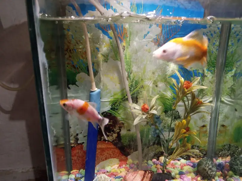 aquarium with complete saman with 2 fish — photo 3