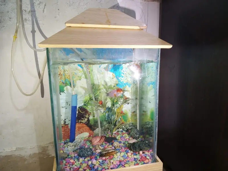 aquarium with complete saman with 2 fish — photo 4