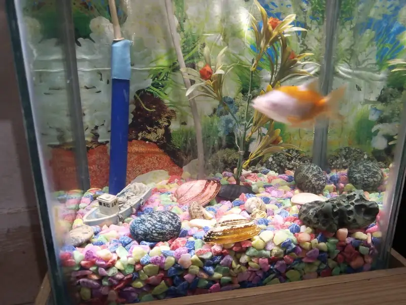 aquarium with complete saman with 2 fish — photo 5