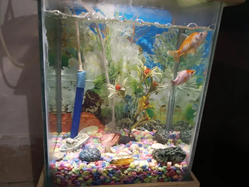 aquarium with complete saman with 2 fish — photo 6