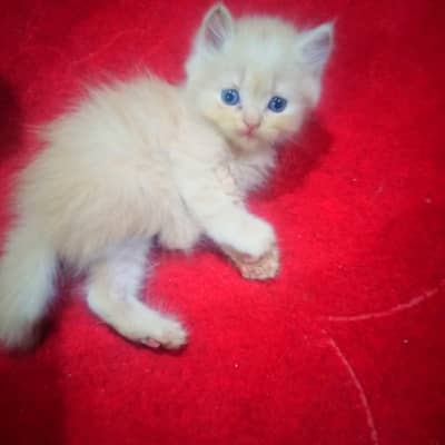 persian cat are selling