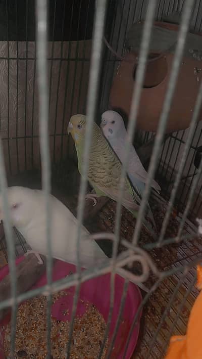 2 Australia Parrish pair. . . . . 1 pair already red eyes. . active pair. .