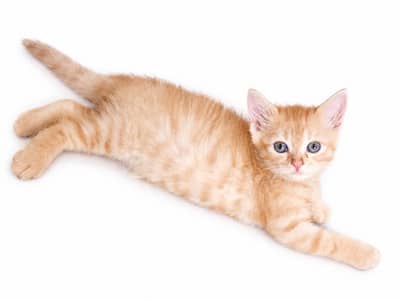 Adorable Fluffy Ginger Kitten for Sale