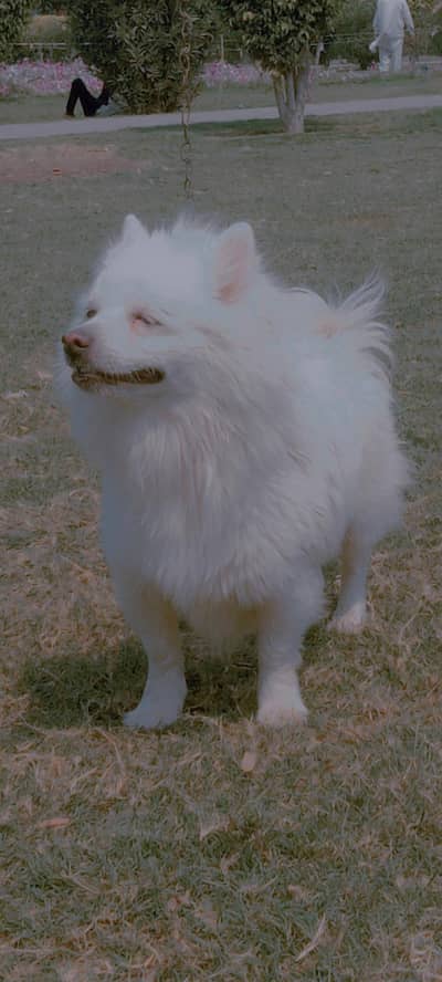 Russian male puppy for sale bule eyes