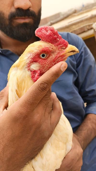 6 peace health and active breeder