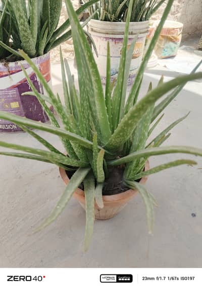 Aloe vera plants