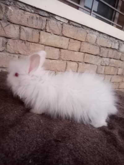 High Quality White Rabbits (Angora Mix) - Just for Rabbit