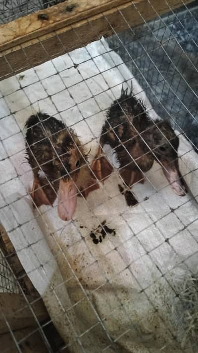 1 pair of ducks