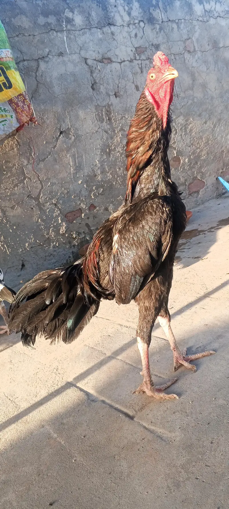 Lasani Mushka Aseel Murga Patha Mianwali Murgi Aseel Pair 03098573144 — photo 6