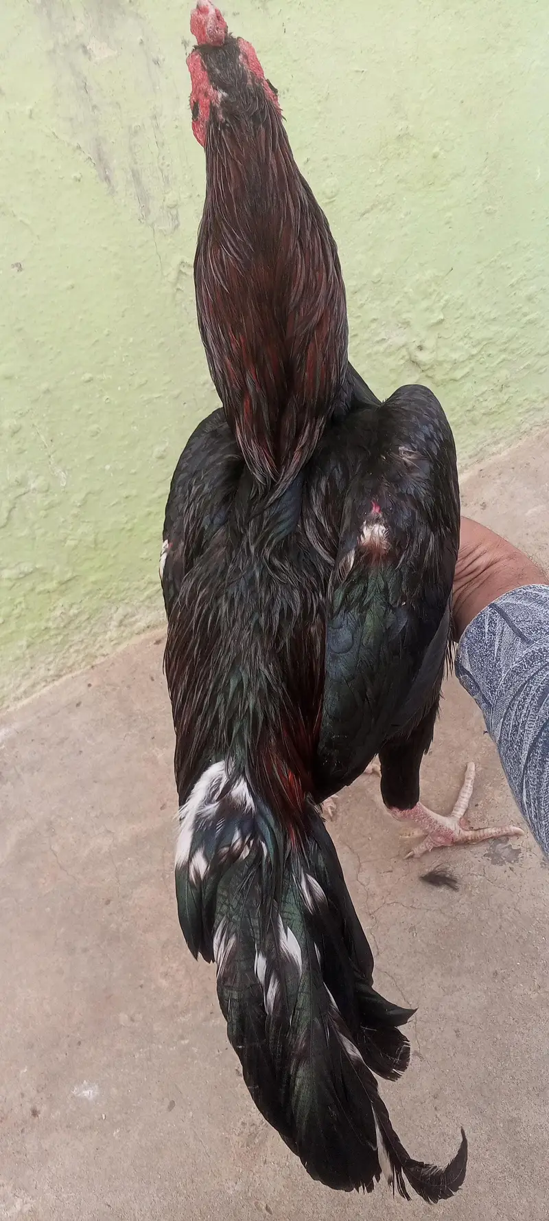 Lasani Mushka Aseel Murga Patha Mianwali Murgi Aseel Pair 03098573144 — photo 8