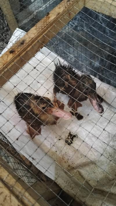 1 pair of duck
