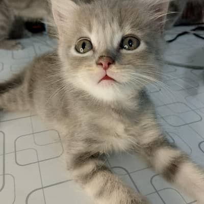 Grey Persian Kittens