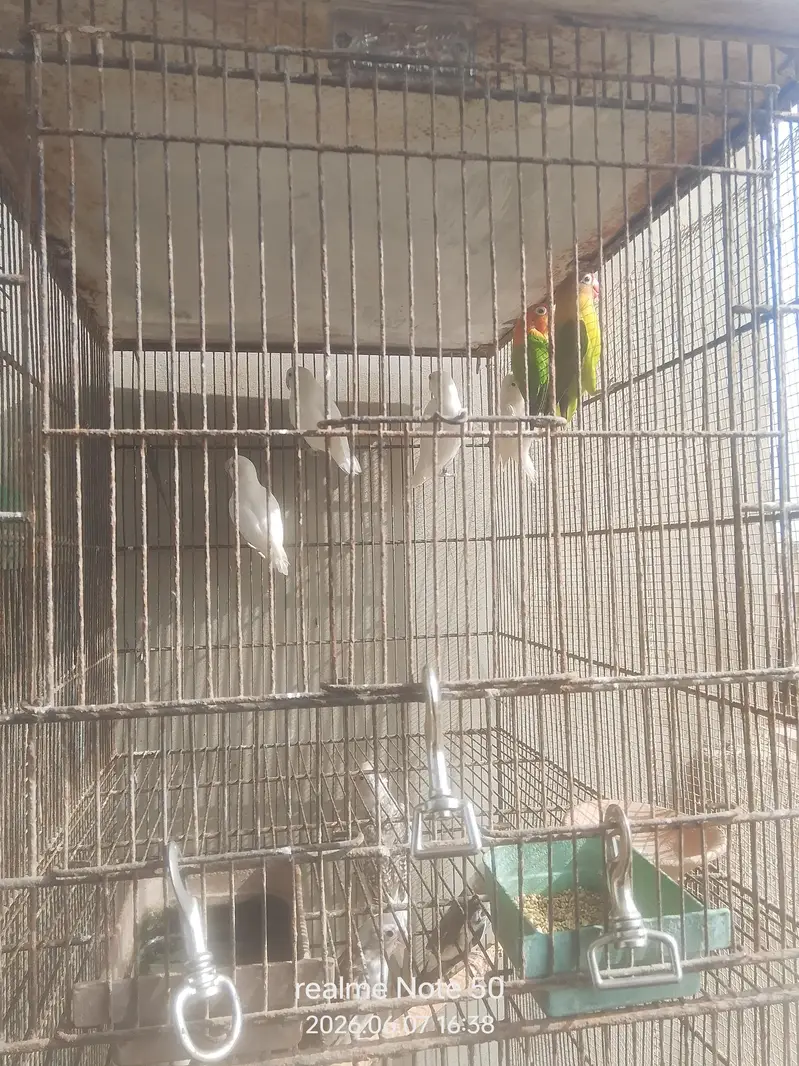 cocktail ready to breed and phatty, bajri and lovebirds ready to breed — photo 11