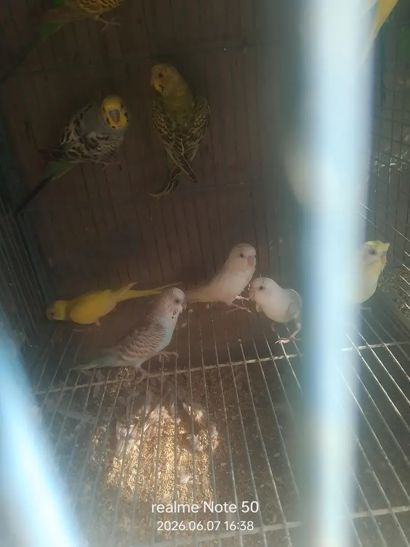 cocktail ready to breed and phatty, bajri and lovebirds ready to breed — photo 12