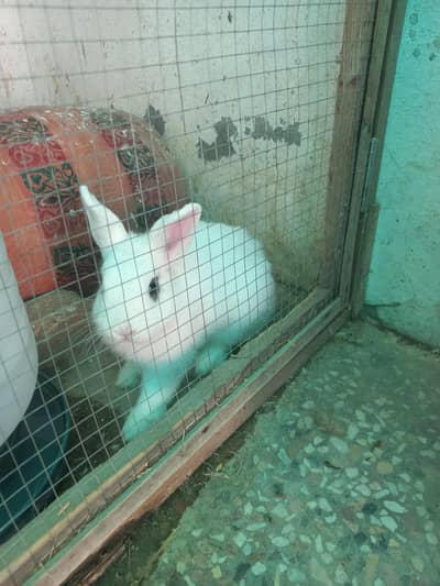 Hotot Fancy Rabbits for sale