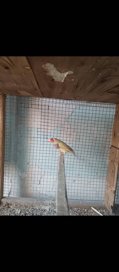 Goldian finch