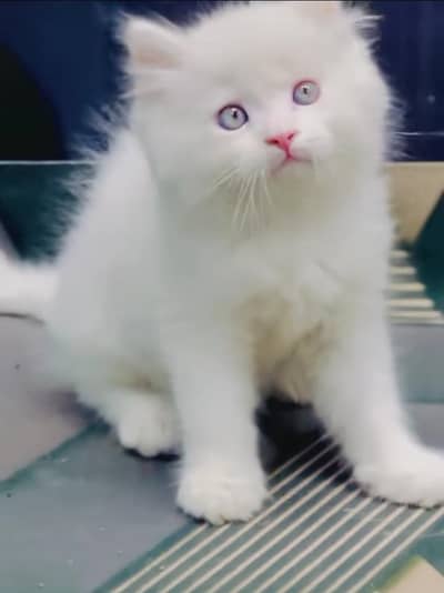 Persian cat triple kot,for sale,my WhatsApp 03476578922