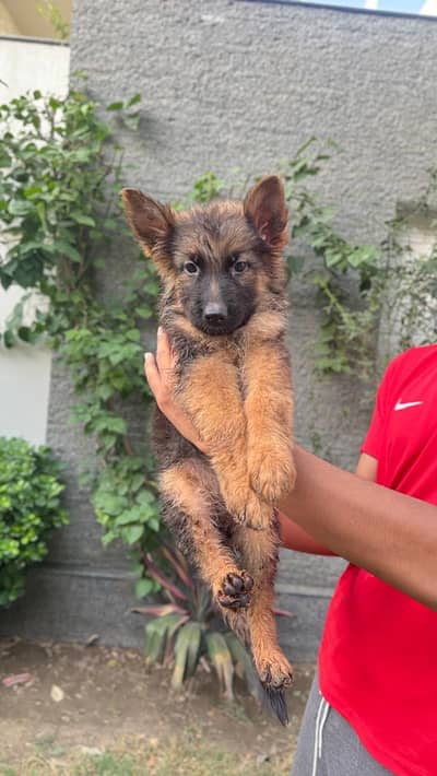 German shepherd Female puppies/ long Coat puppy / gsd dog