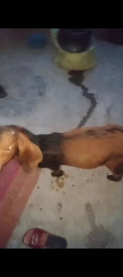 male 4 to 5 months