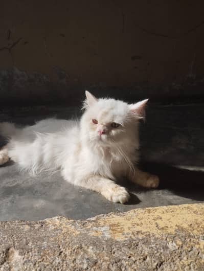 Persian adult male